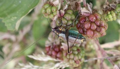 Stenophyllia modesta