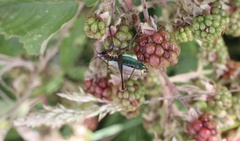 Stenophyllia modesta