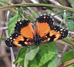 Chlosyne lacinia saundersi
