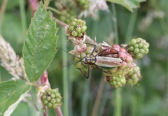 Stenophyllia modesta