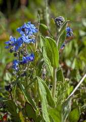 Cynoglossum australe