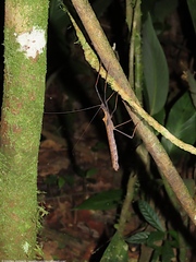 Pseudophasma bispinosum