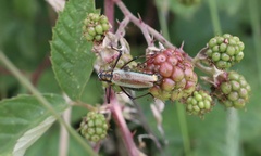 Stenophyllia modesta