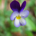 Viola henriquesii - Photo (c) Rui Cambraia, some rights reserved (CC BY-NC), uploaded by Rui Cambraia