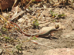 Aspidoscelis motaguae