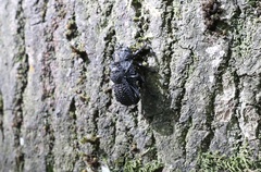 Aegorhinus superciliosus