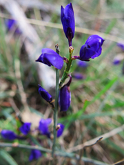 Polygala microphylla