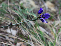 Polygala microphylla