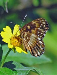 Chlosyne lacinia saundersi