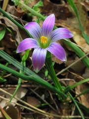 Romulea ramiflora
