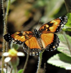 Chlosyne lacinia saundersi