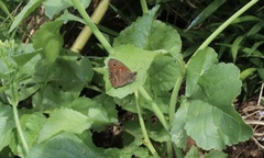 Quilaphoetosus monachus