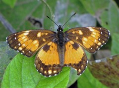 Chlosyne lacinia saundersi