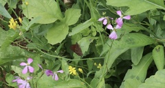 Quilaphoetosus monachus