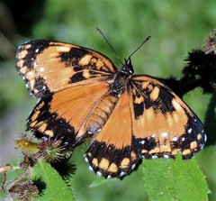 Chlosyne lacinia saundersi
