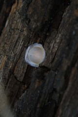 Corinnoidea