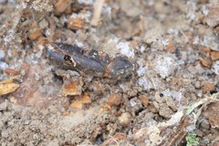 Iphthiminus serratus