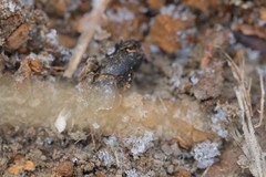 Iphthiminus serratus