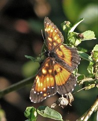 Chlosyne lacinia saundersi