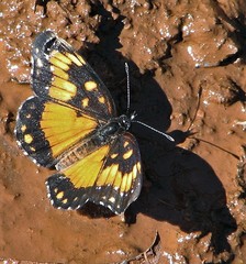 Chlosyne lacinia saundersi