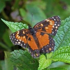 Chlosyne lacinia saundersi
