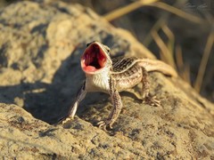Sceloporus scalaris