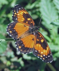 Chlosyne lacinia saundersi