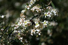 Callomelitta littleri