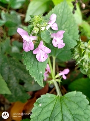 Stachys boraginoides