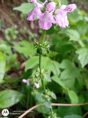 Stachys boraginoides