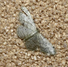 Idaea pilosata
