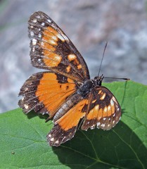Chlosyne lacinia saundersi