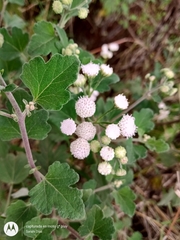Loxothysanus sinuatus
