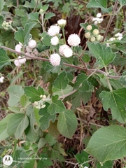 Loxothysanus sinuatus