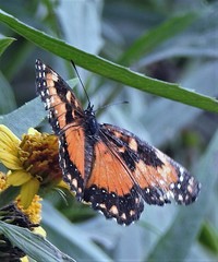 Chlosyne lacinia saundersi