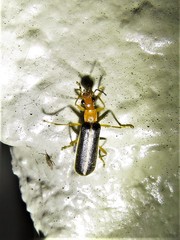 Podabrus brunnicollis