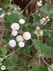Loxothysanus sinuatus