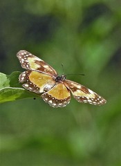 Chlosyne lacinia saundersi