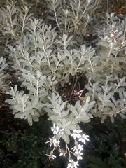 Olearia moschata