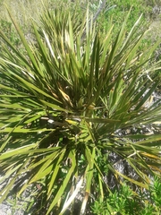 Aciphylla horrida