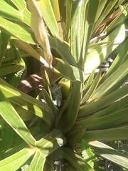 Aciphylla horrida