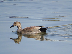 Mareca strepera