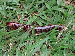 Rhinocricidae