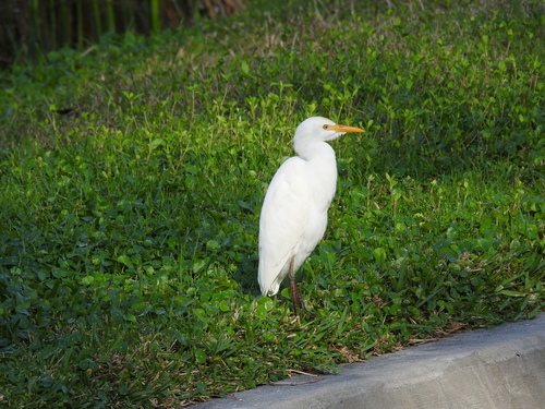 Bubulcus ibis image
