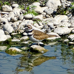 Charadrius vociferus