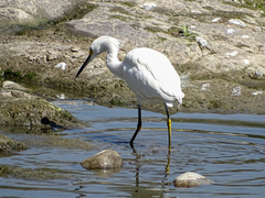 Egretta thula