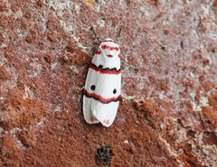 Cyana perornata