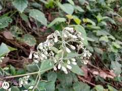 Peteravenia schultzii