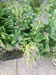 Borago