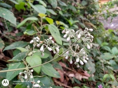 Peteravenia schultzii